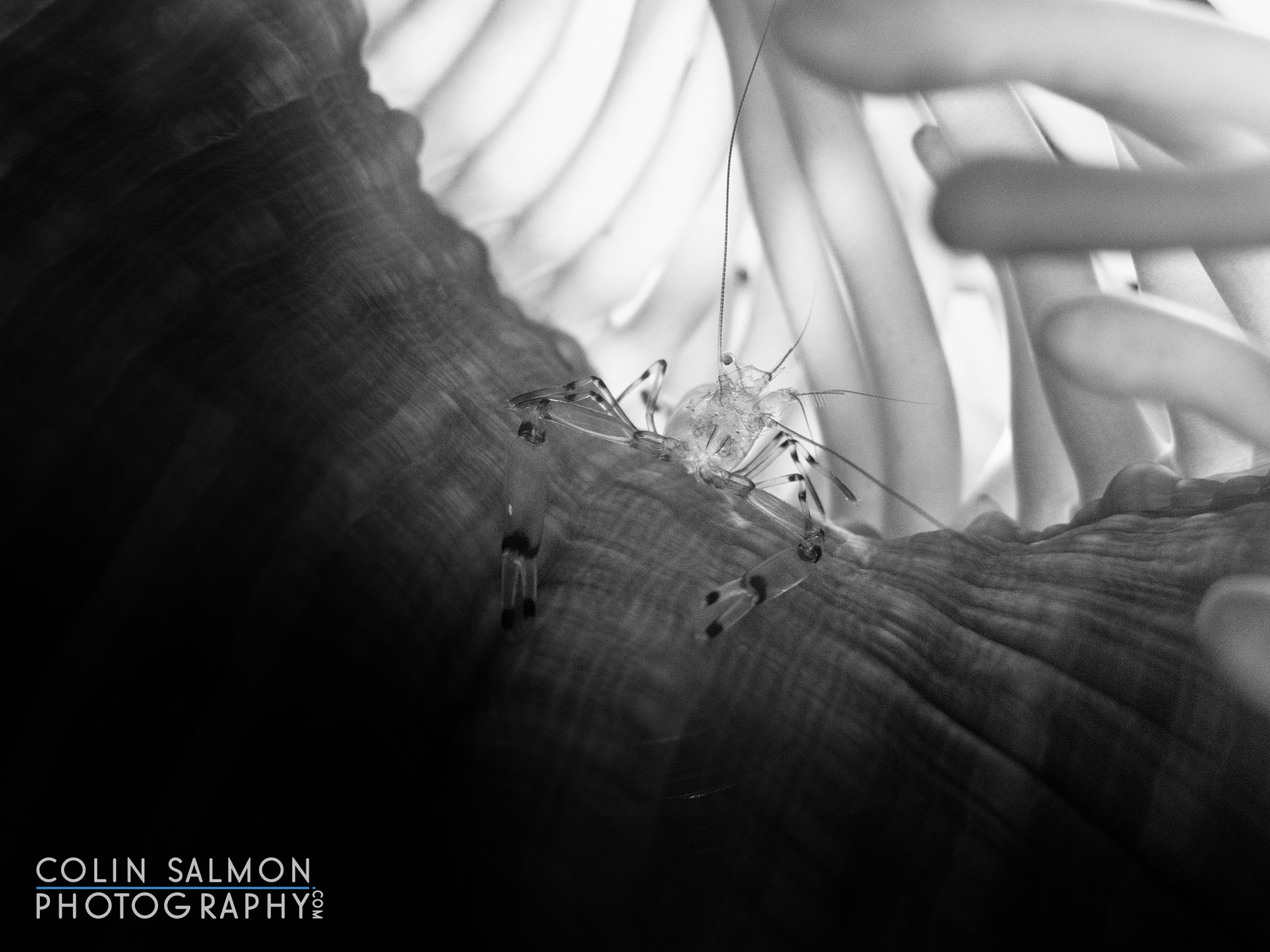 Glass anemone shrimp (Periclimenes brevicarpalis) - Sail Rock - Koh Phangan, Thailand