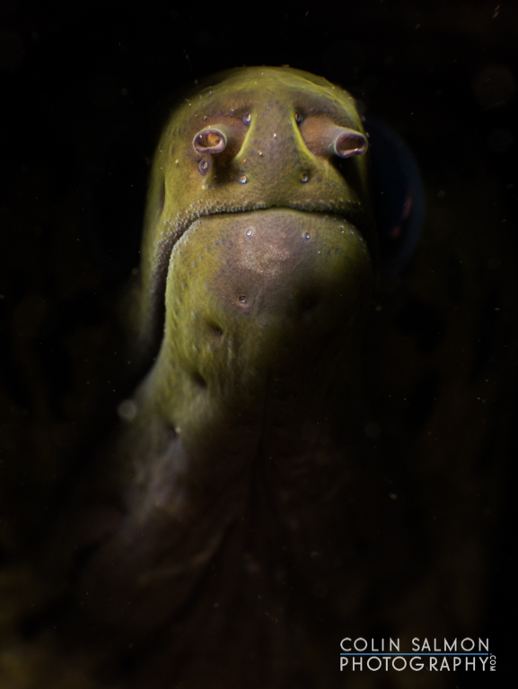 Fimbriated moray (Gymnothorax fimbriatus) - Dauin, Philippines