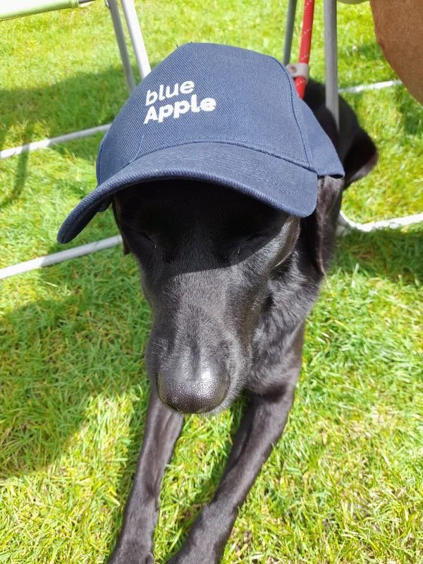 New Blue Apple hat modelled by Labrador guest