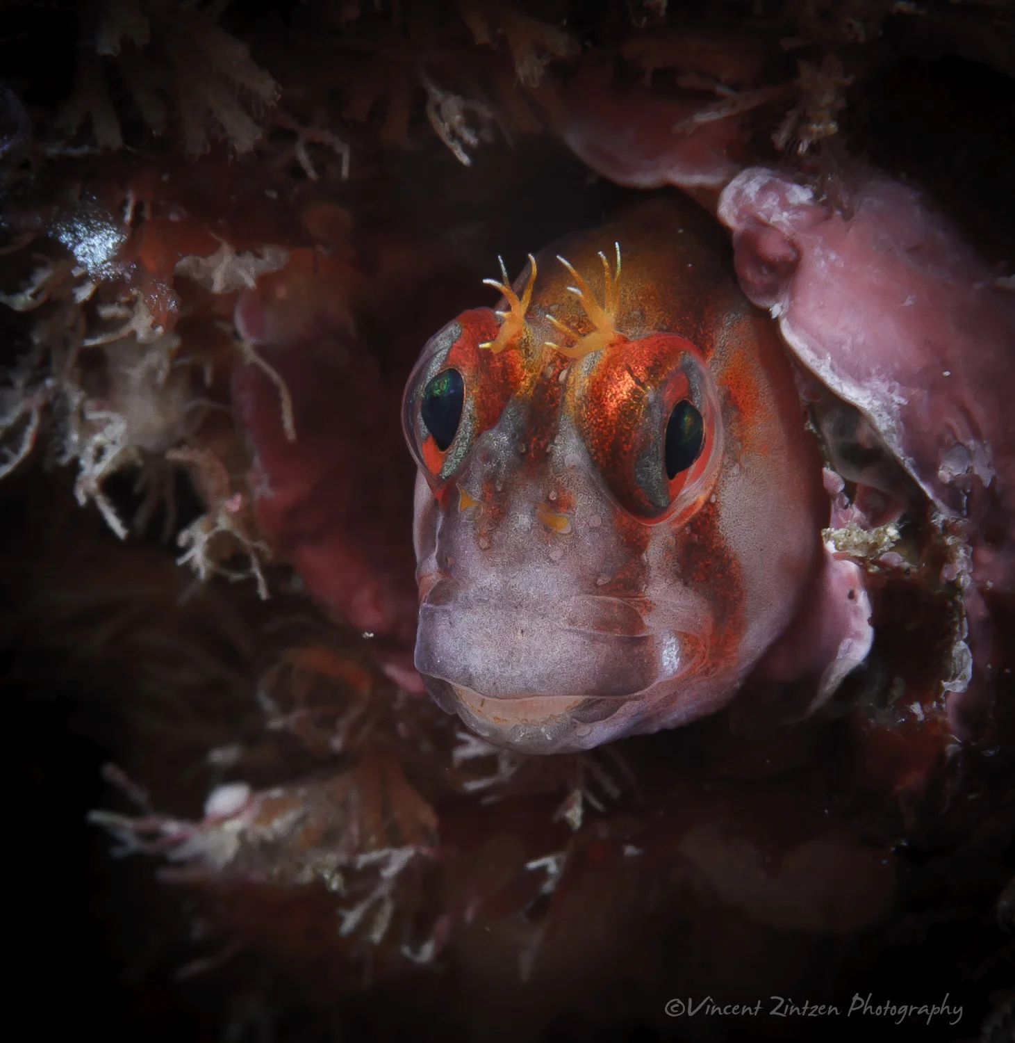 Crested blenny - Parablennius laticlavius (Griffin, 1926)