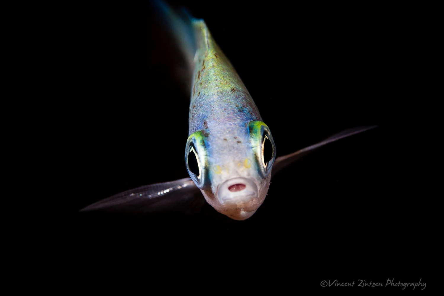 Two-spot demoiselle, Chromis dispilus Griffin, 1923