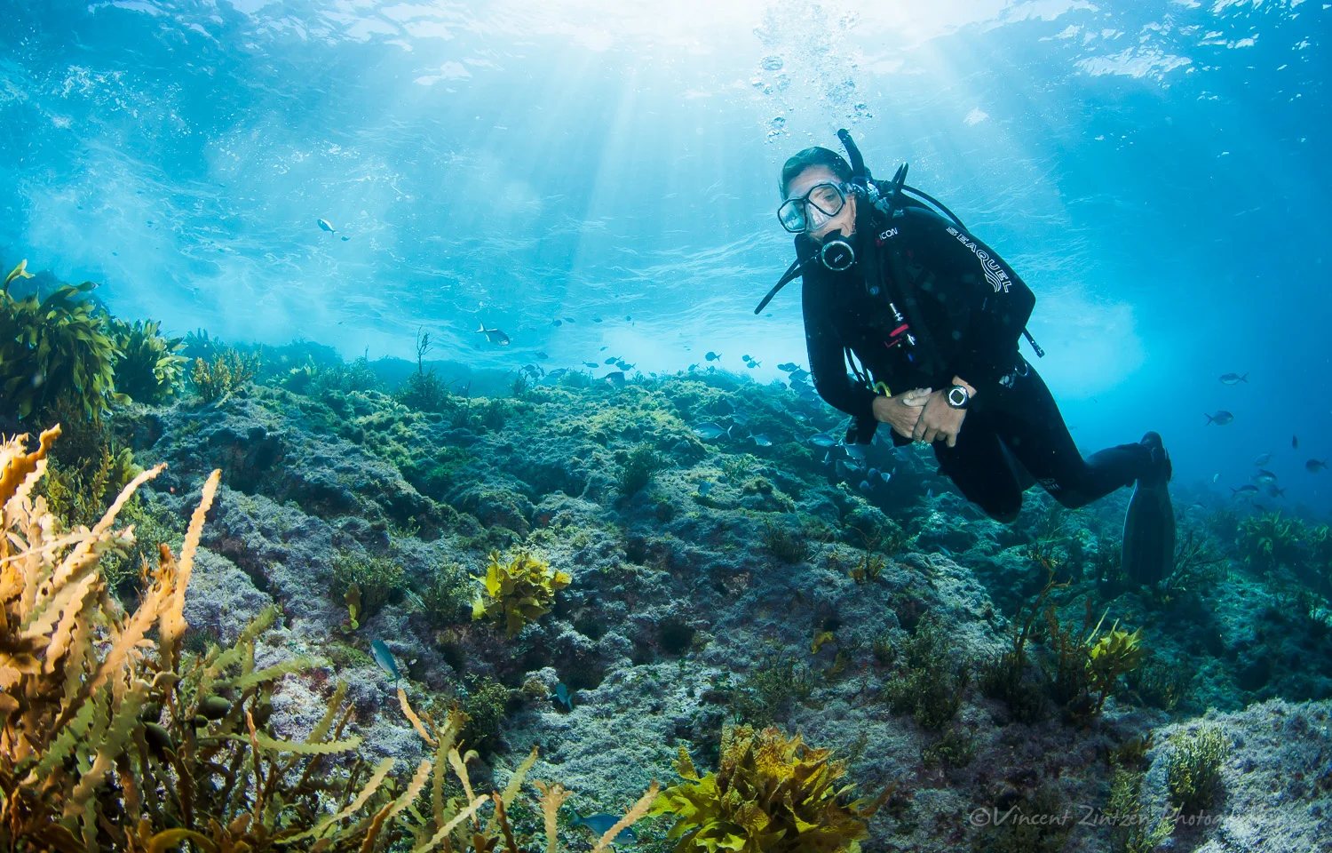 Poor Knights Islands Marine Reserve