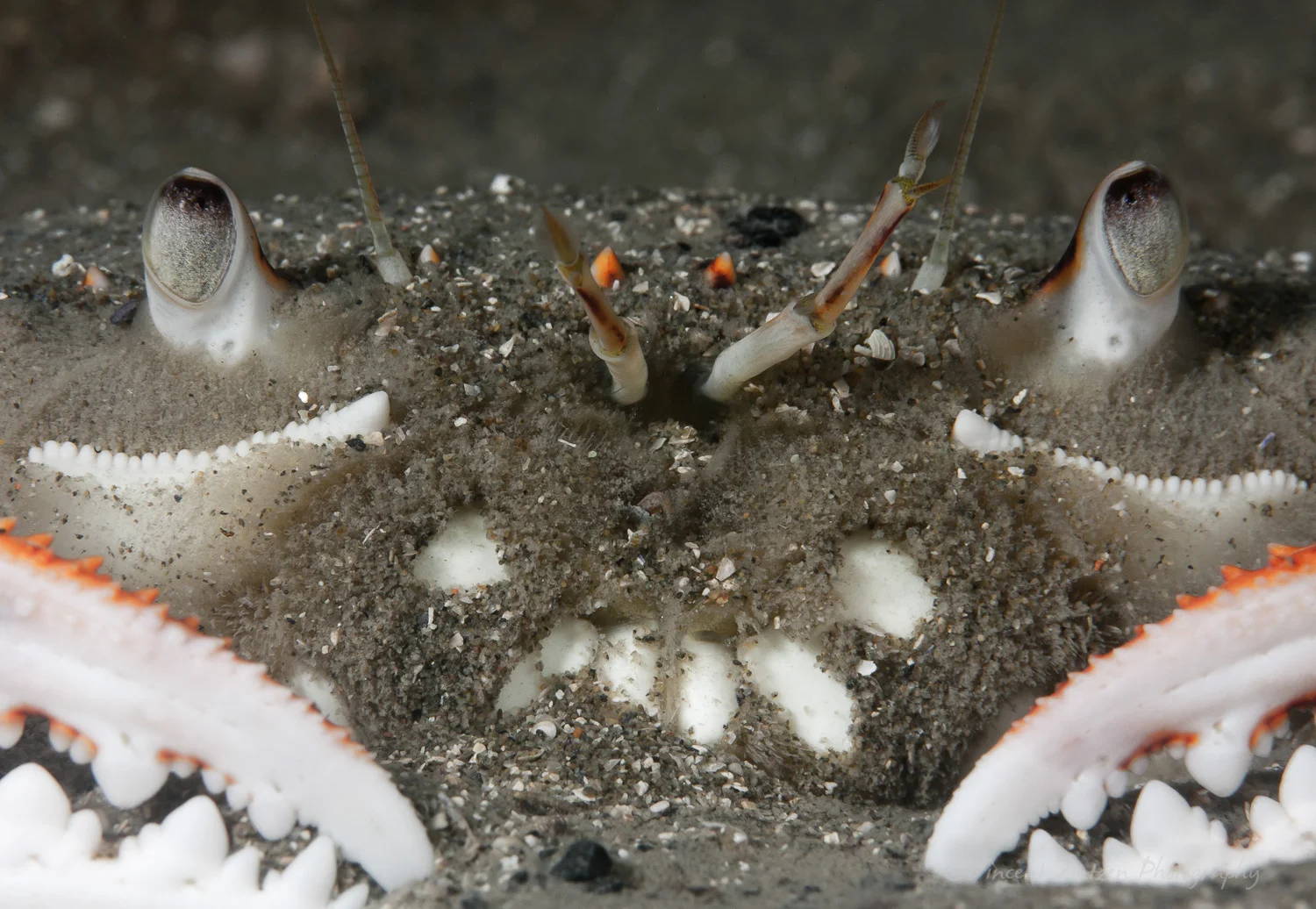 Ovalipes catharus (White, 1843)
