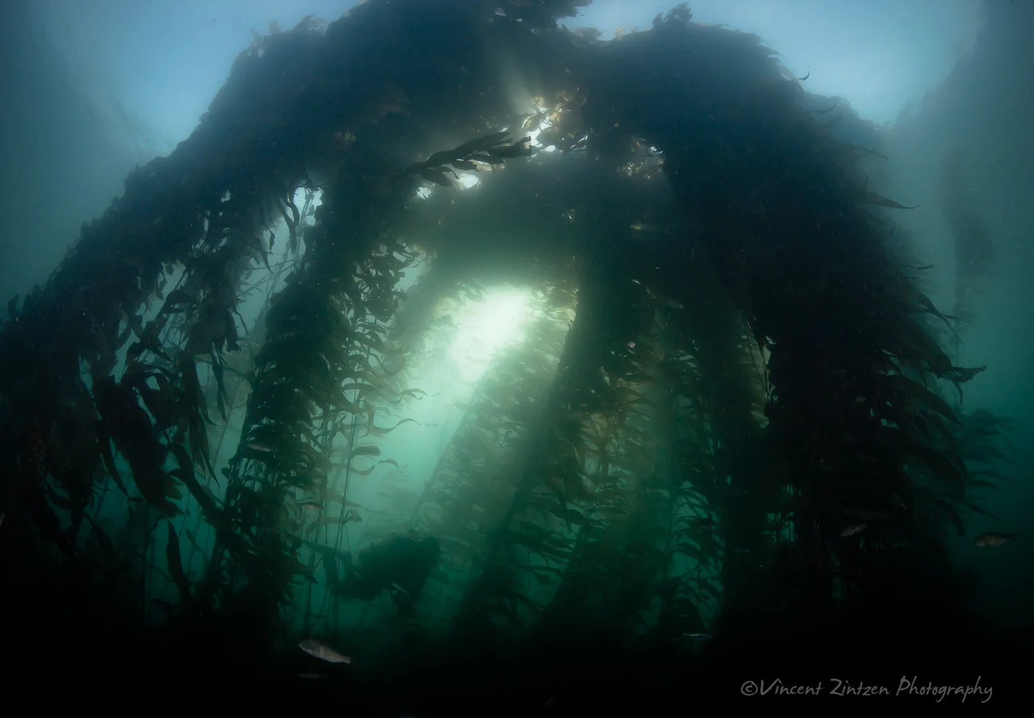 Diver in giant kelp forest (Macrocystis pyrifera)