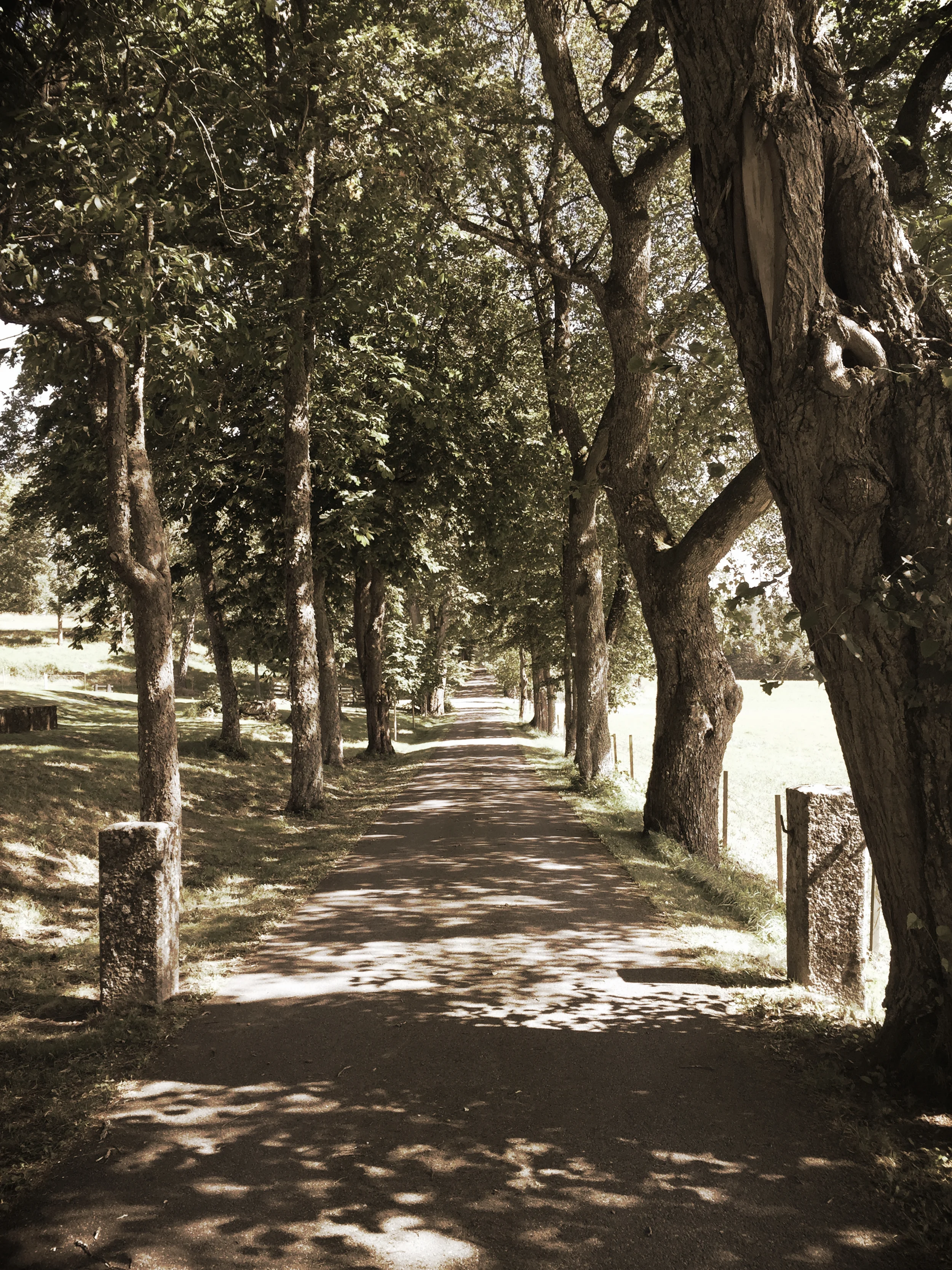 vägen ribbingsnäs.JPG