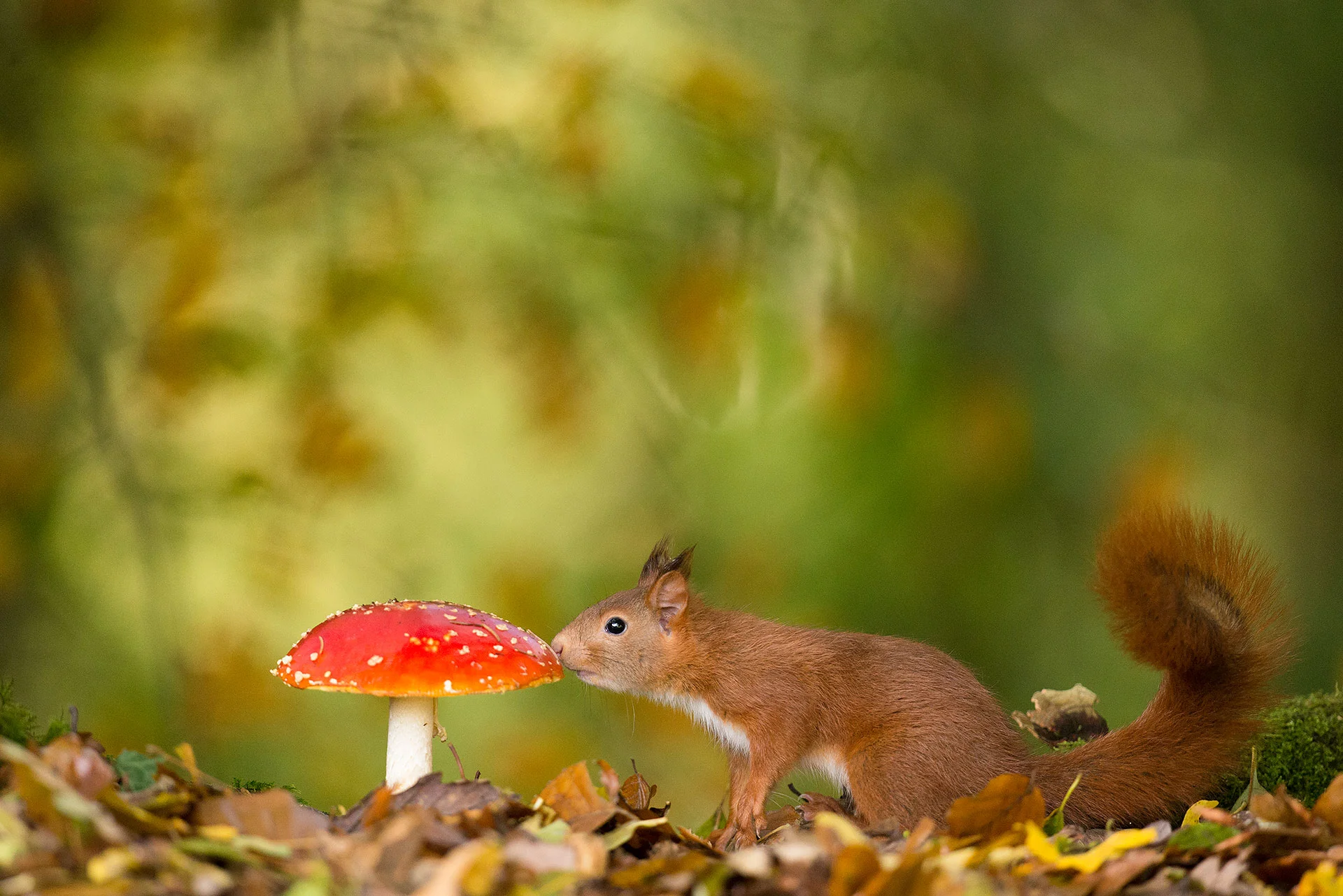 red squirrel, sarthe