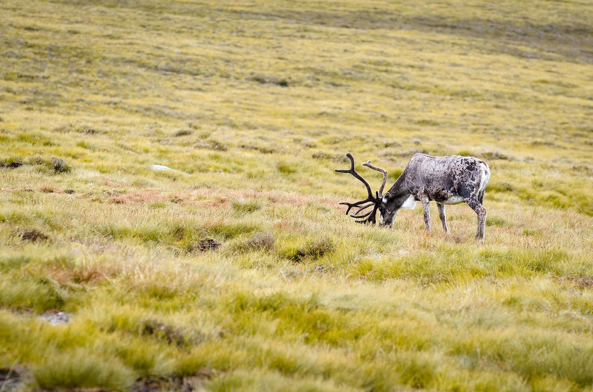 reindeer