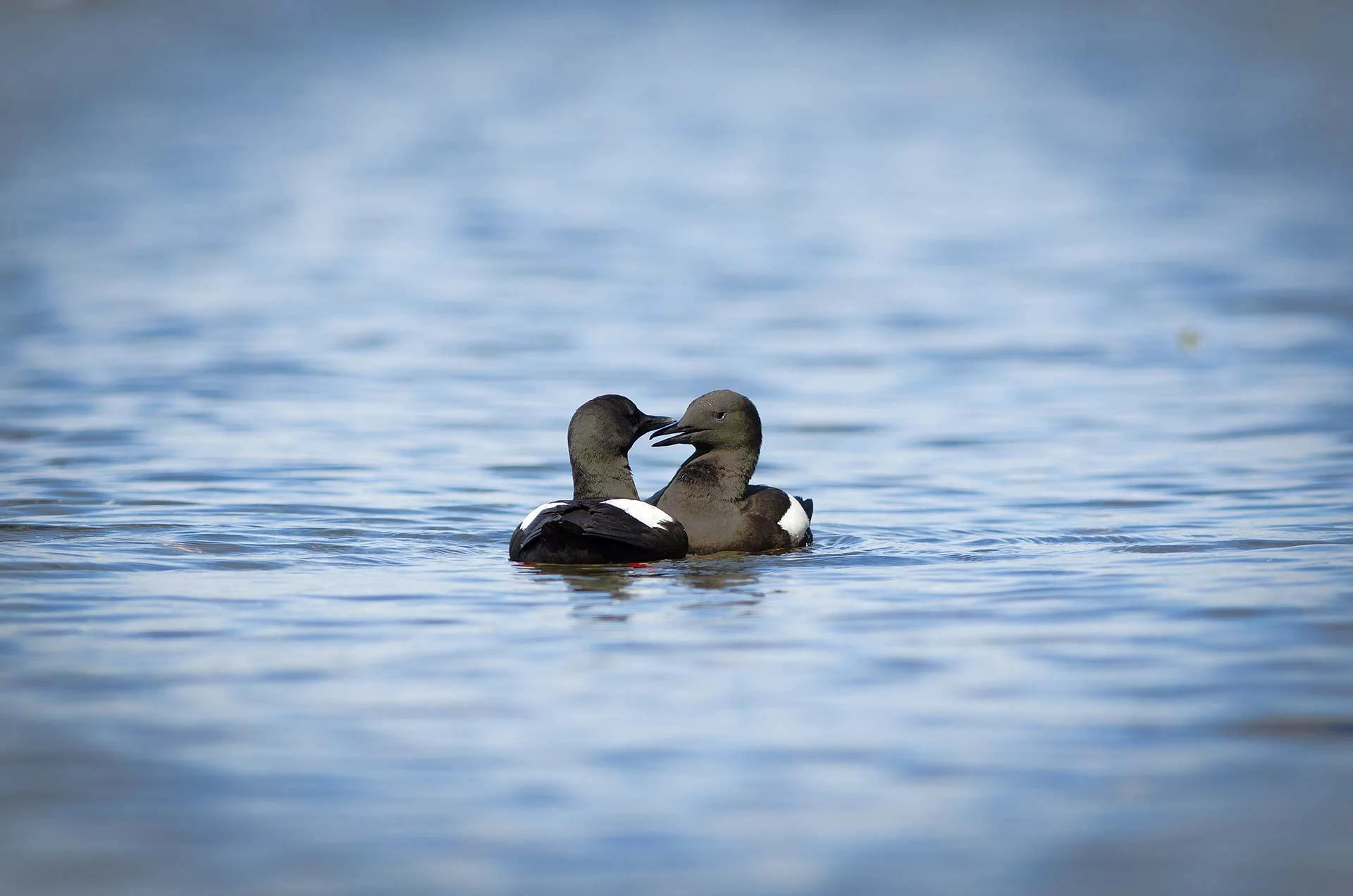 black guillemots