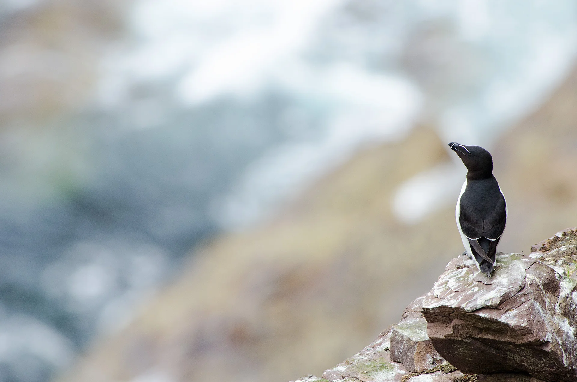 razorbill, handa island