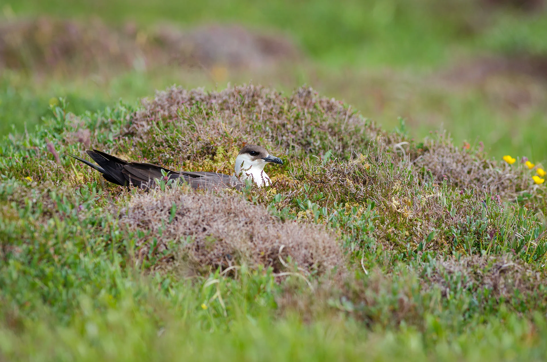 arctic skua, handa island