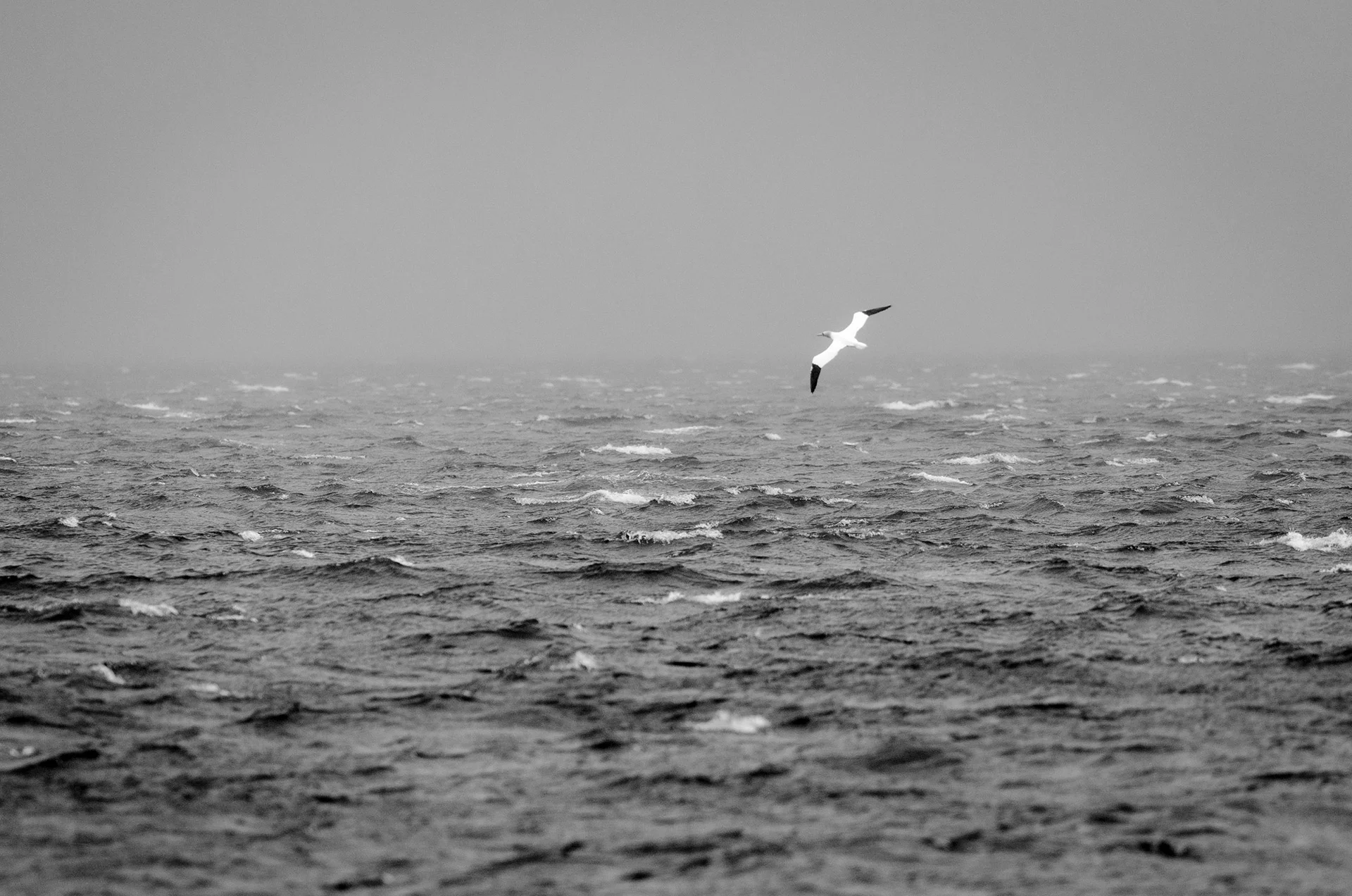 northern gannet, isle of arran