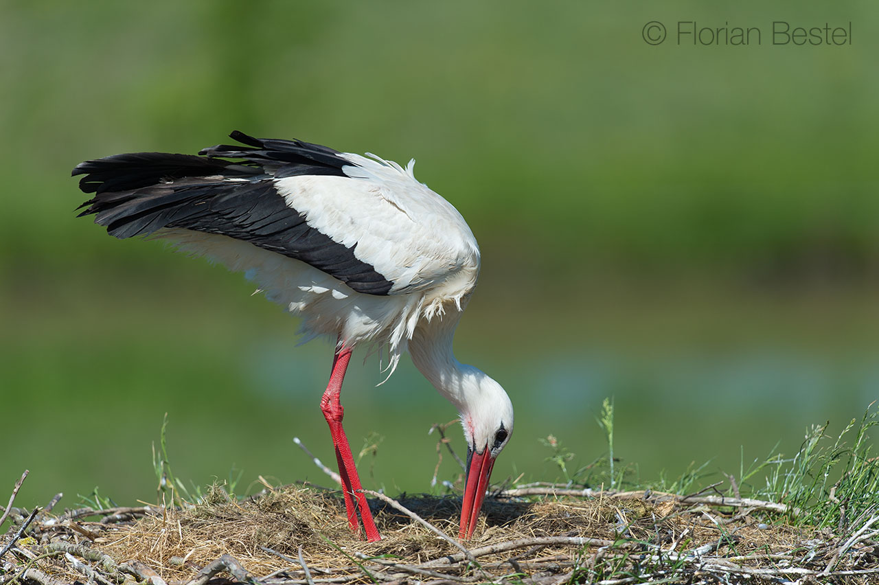 bestel_cigogne_03.jpg