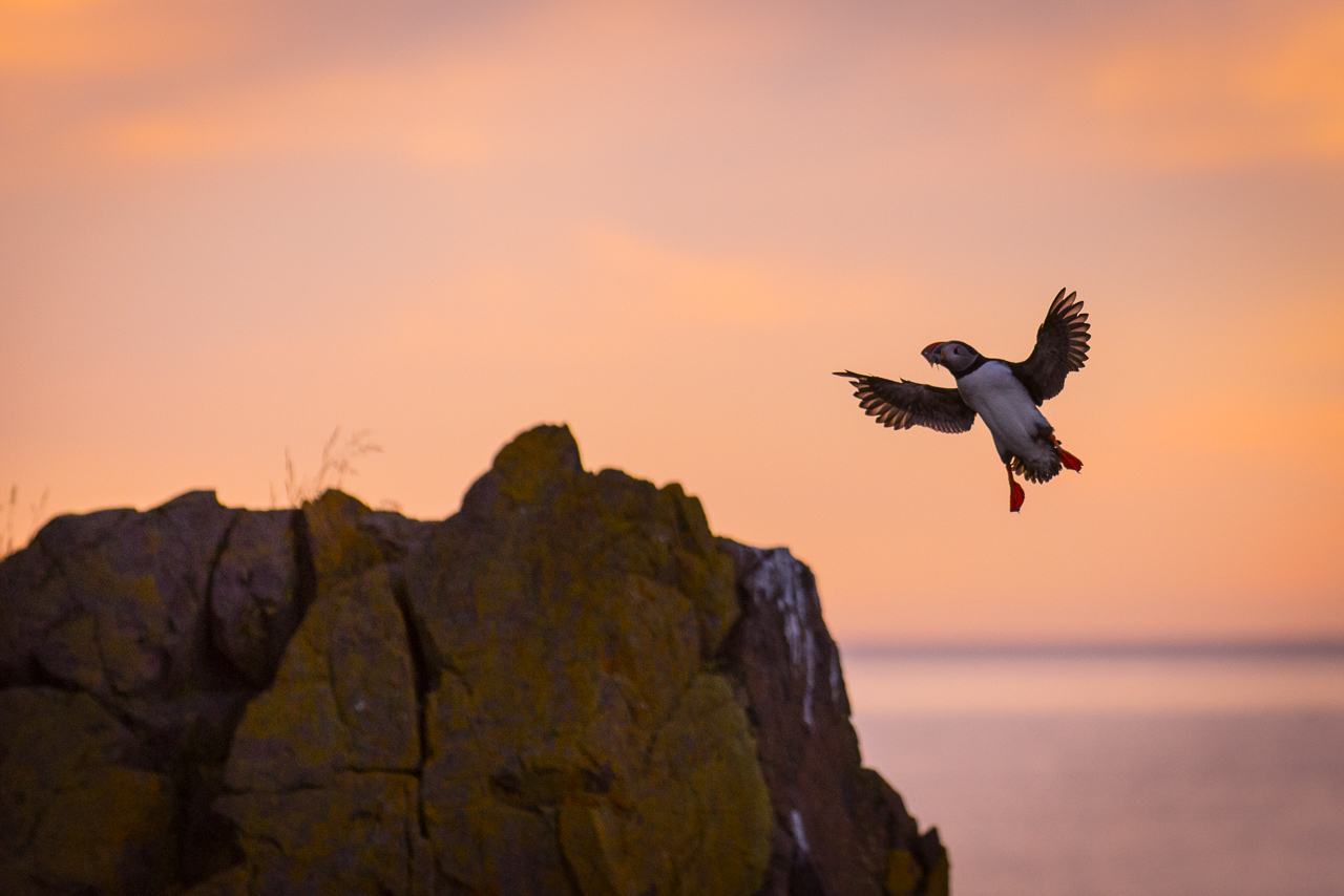 Nikon D600, 200mm, f/4, 1/4000s, 3200 iso