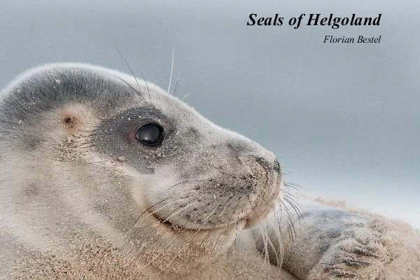 seals.jpeg