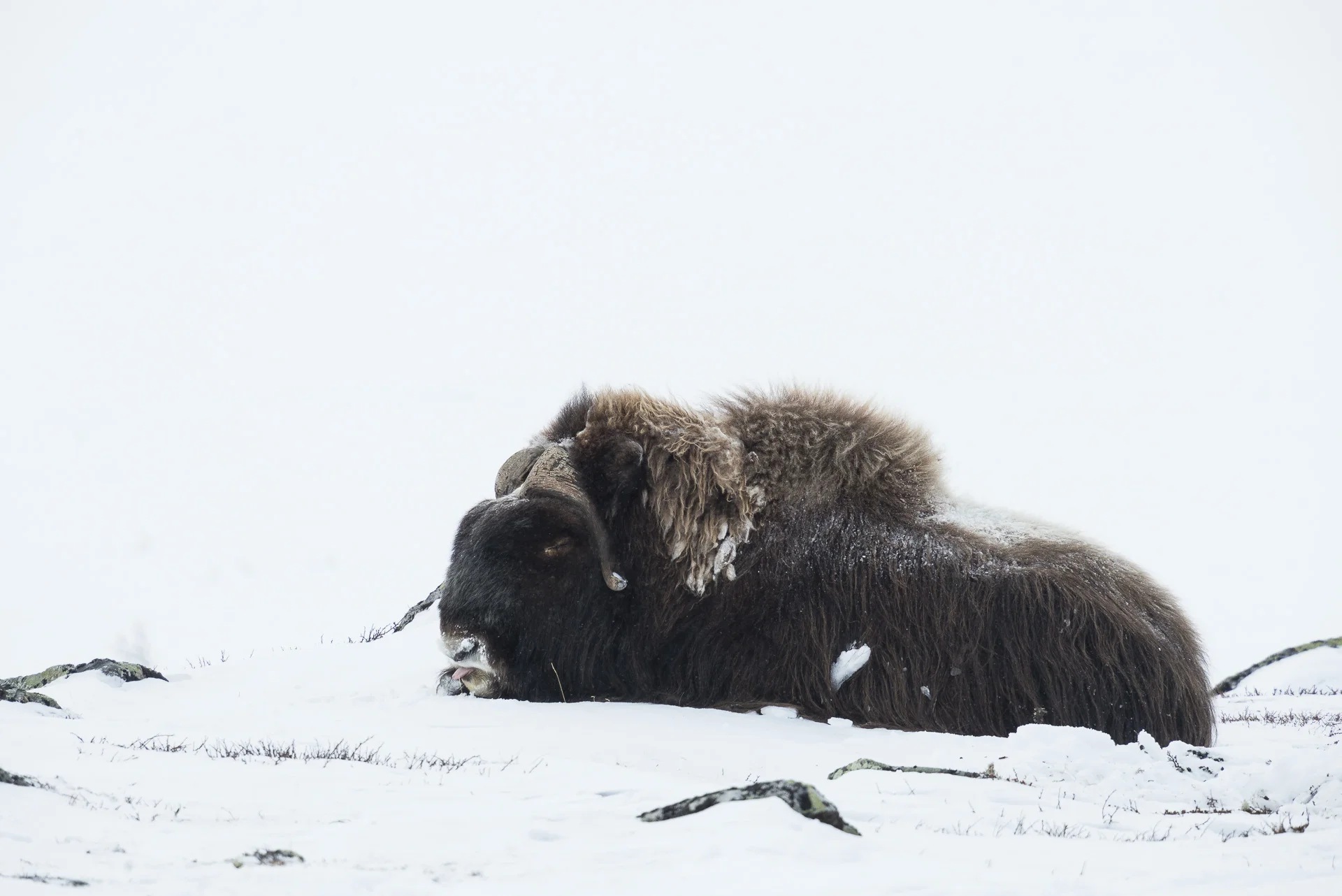 musk ox, dovrefjell