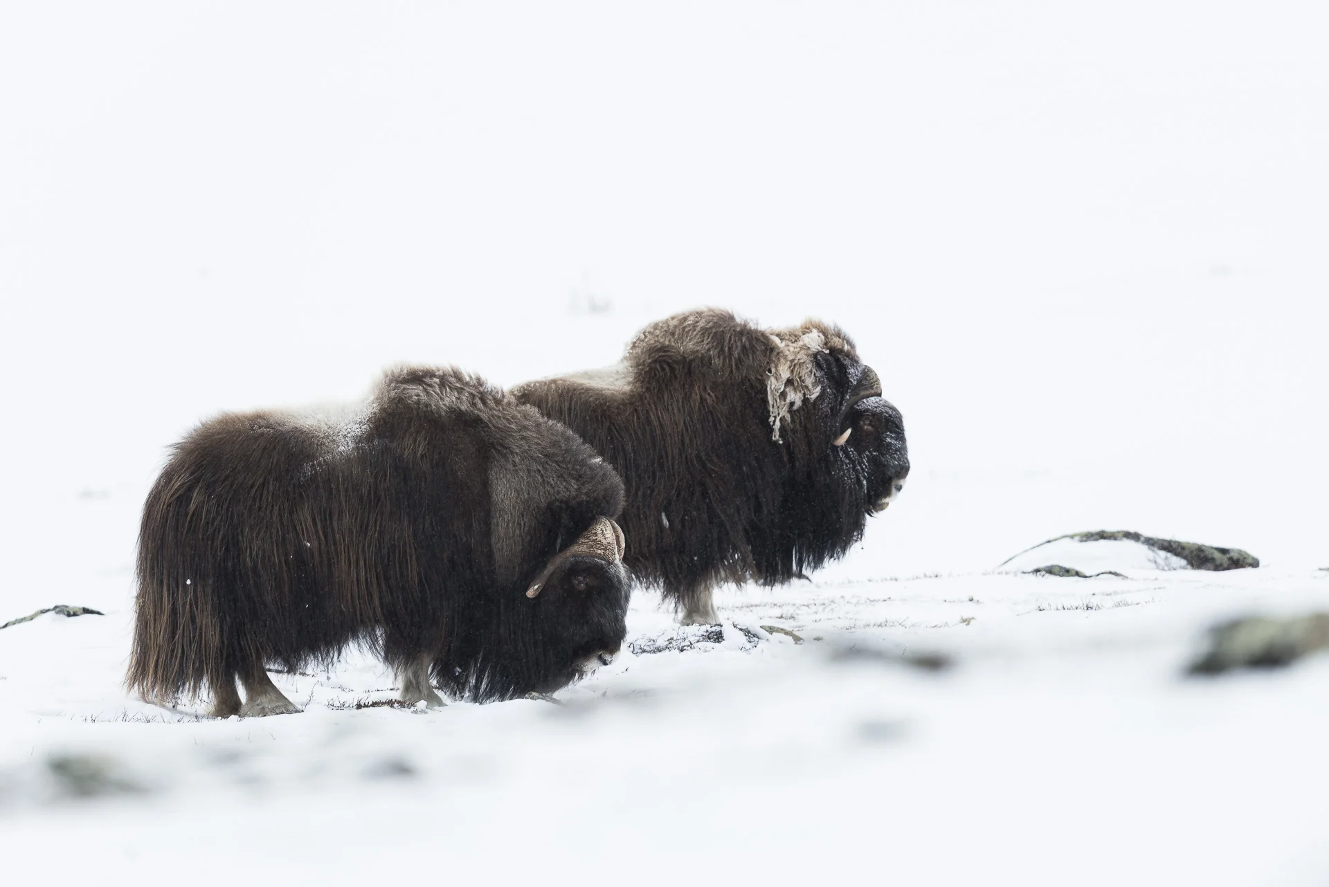 musk ox, dovrefjell