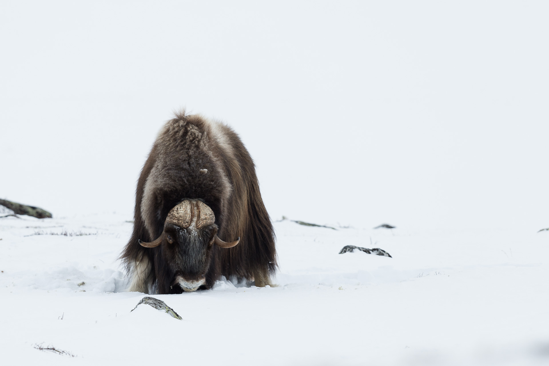 musk ox, dovrefjell