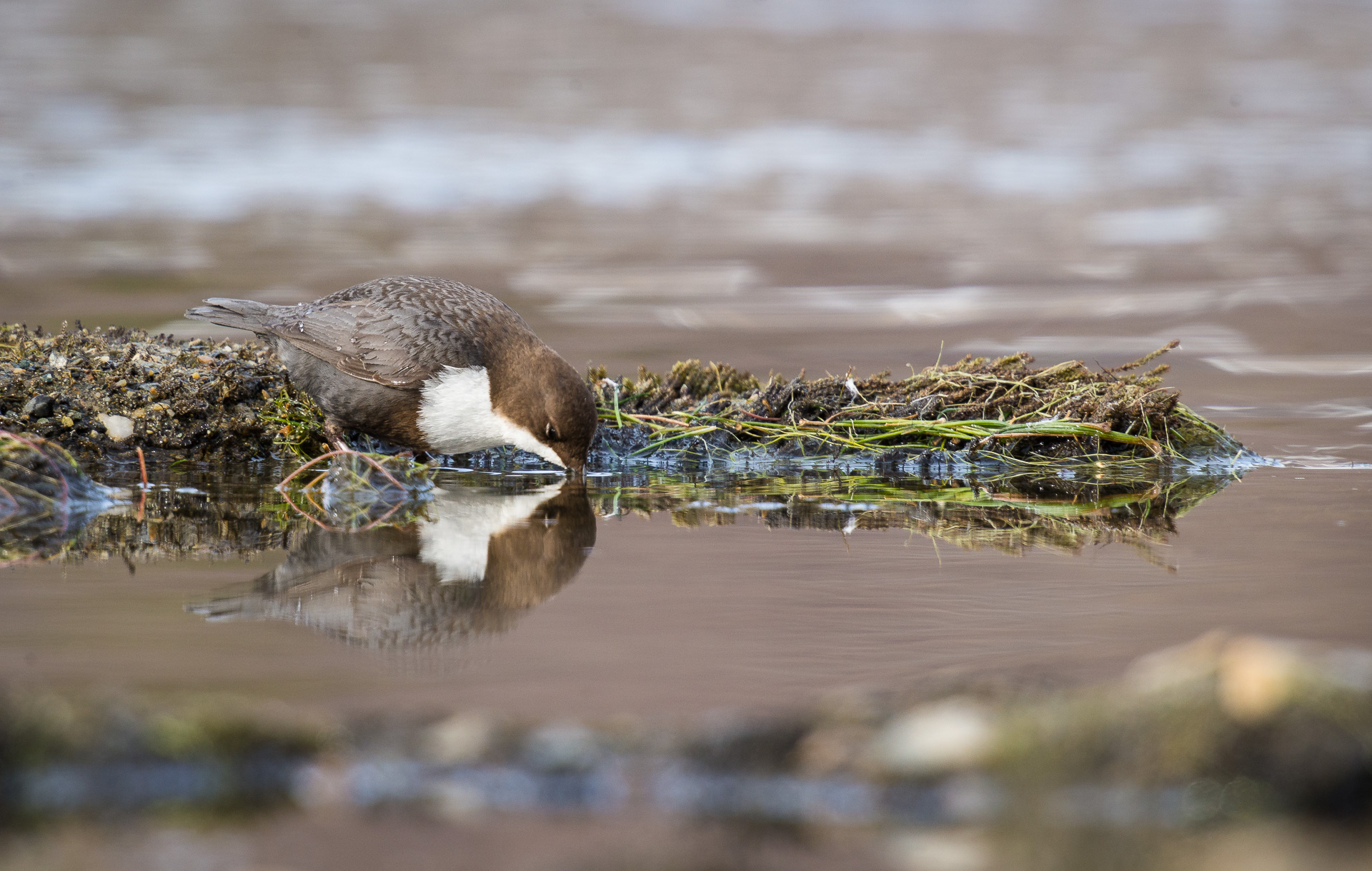 white-throated dipper