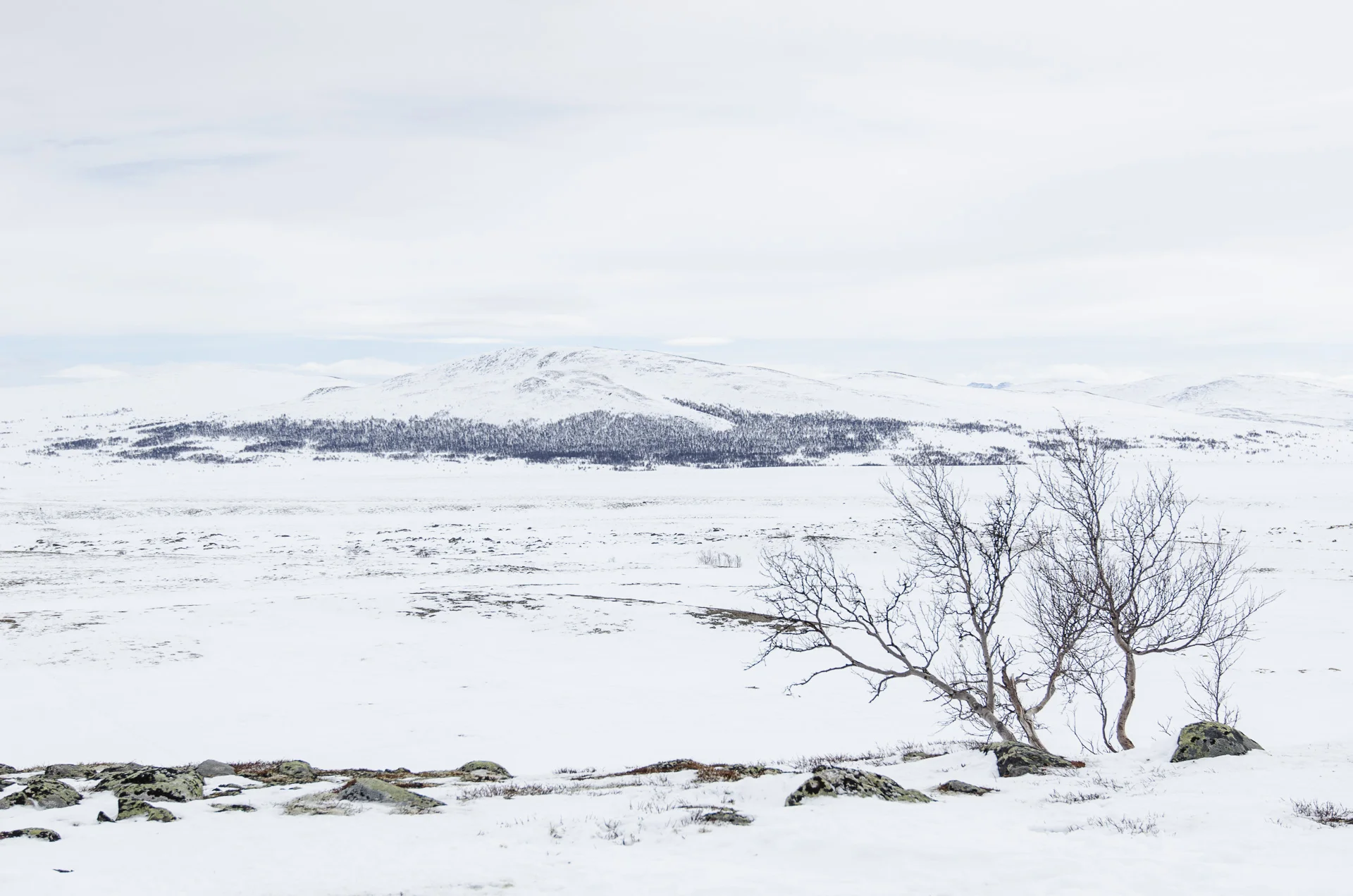 dovrefjell