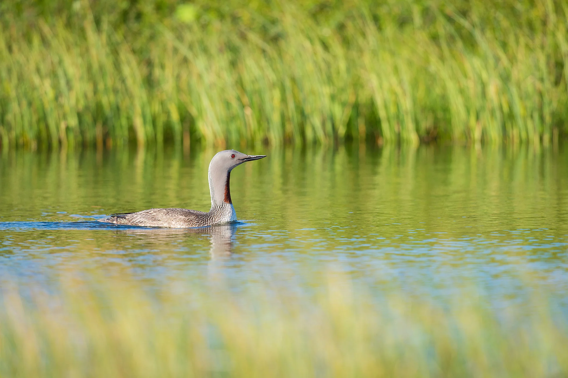 red-throated loon, east iceland
