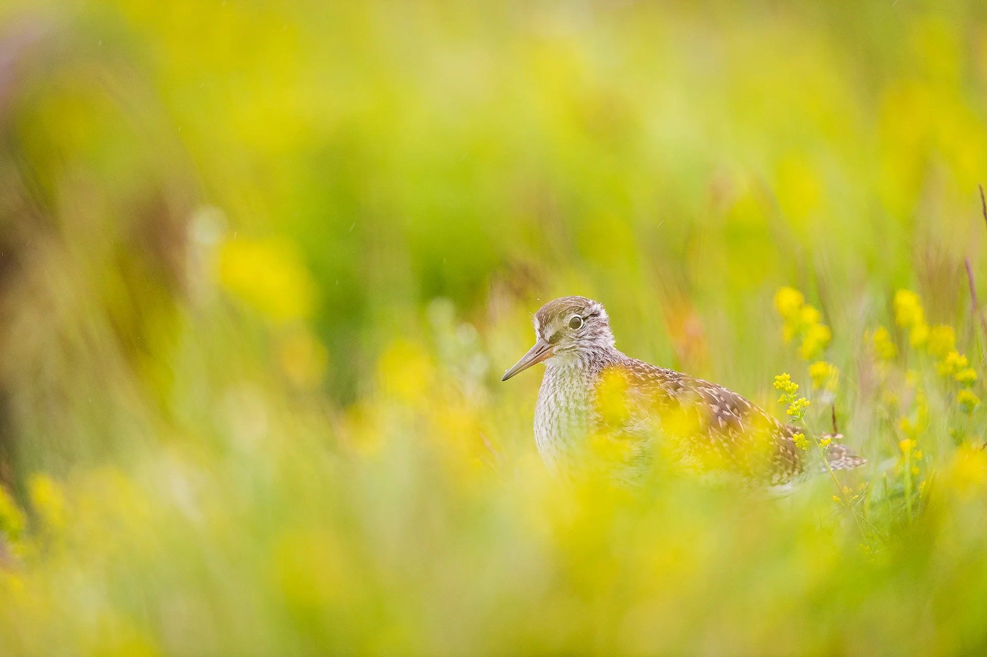 common redshank, lake Mývatn