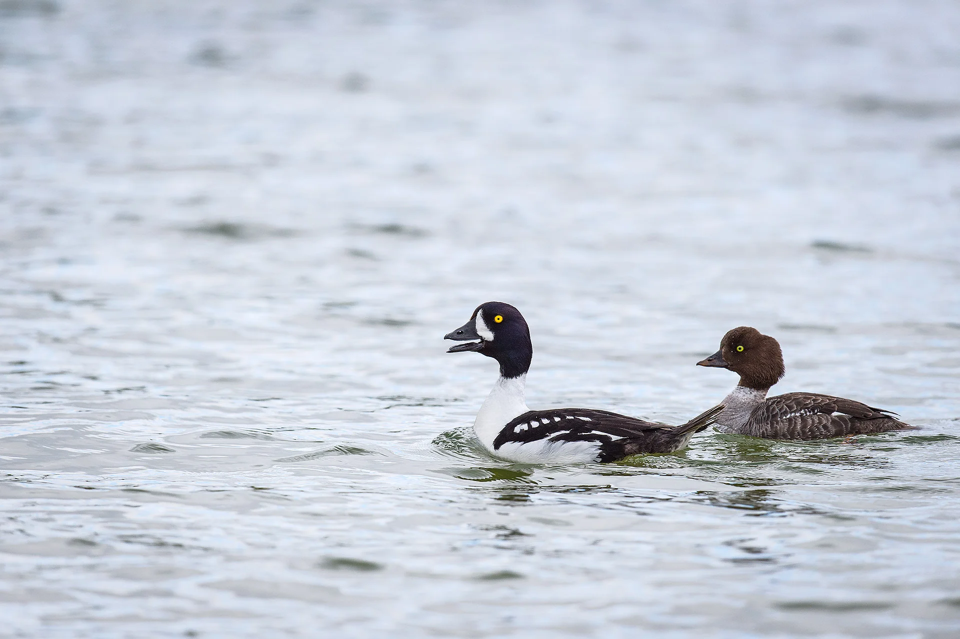 barrow's goldeneye, lake Mývatn