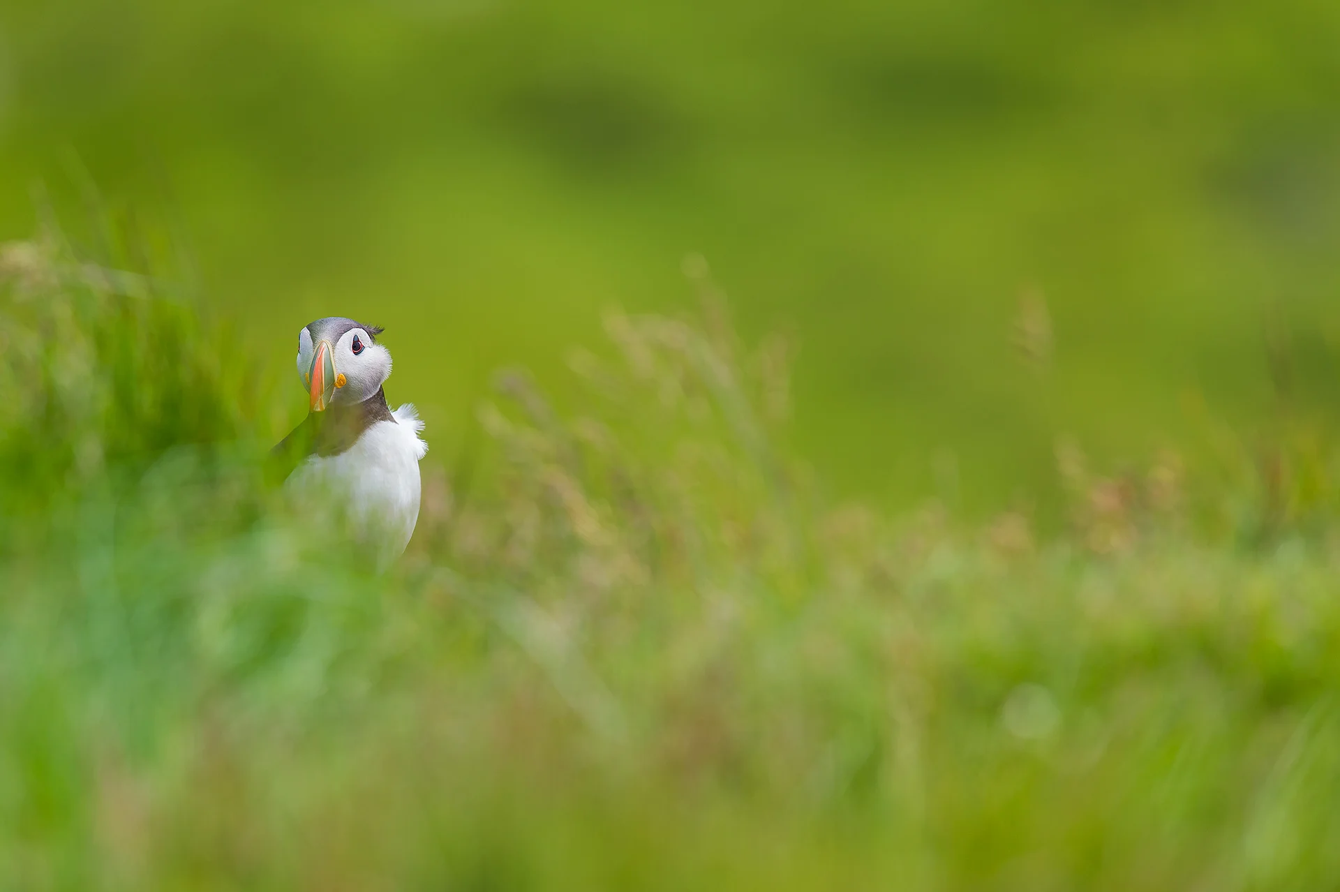 puffin, papey island