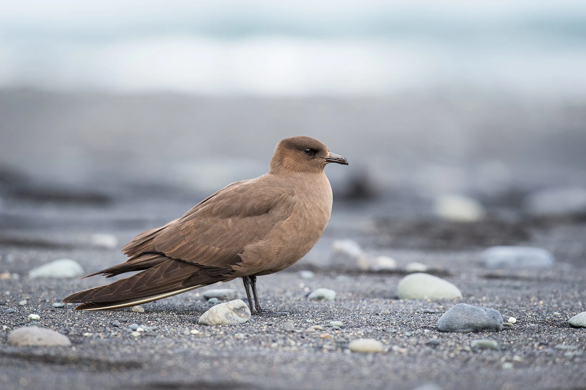 parasitic jaeger, Jökulsárlón
