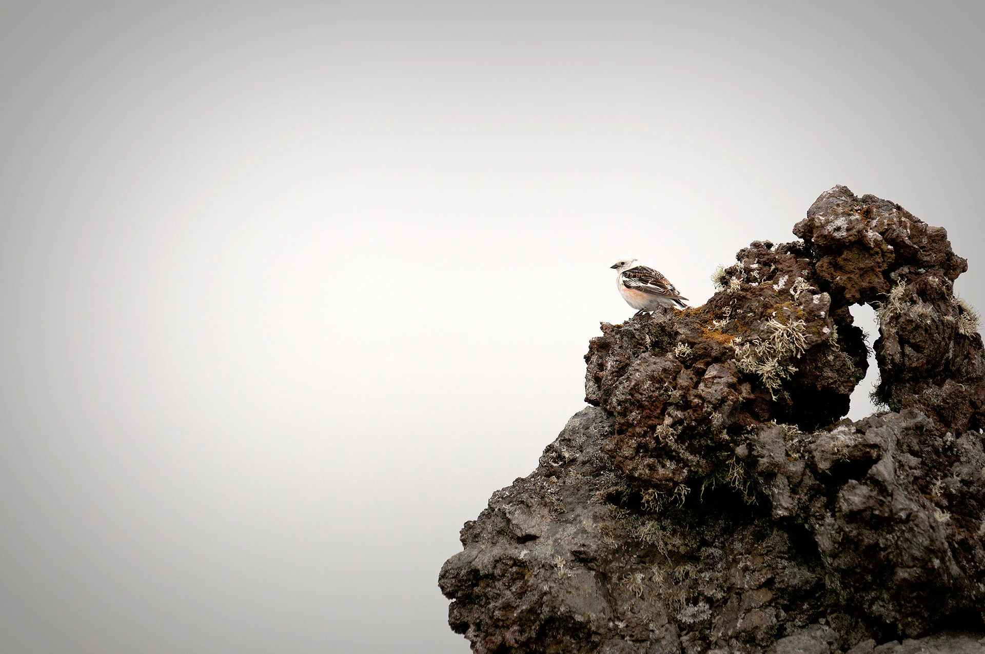 snow bunting, south iceland