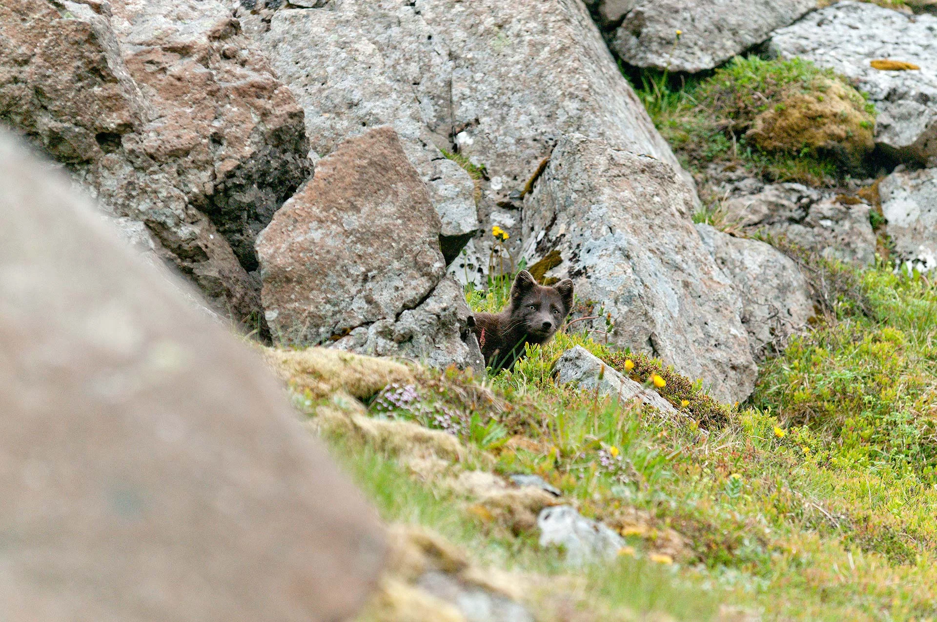 arctic fox, HORNSTRANDIR