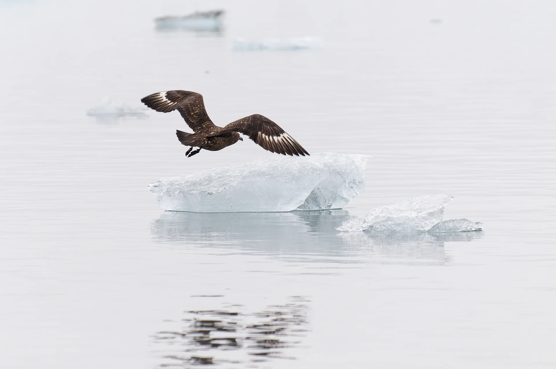 great skua, Jökulsárlón