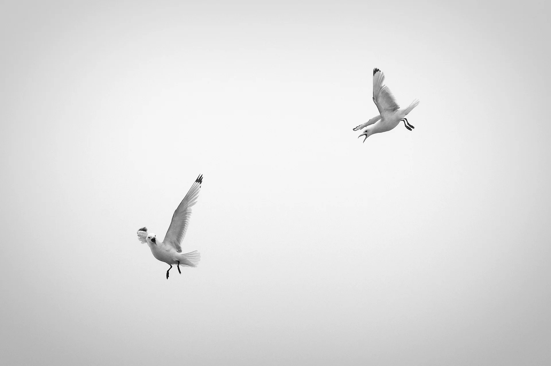 black-legged kittiwake, hornstrandir