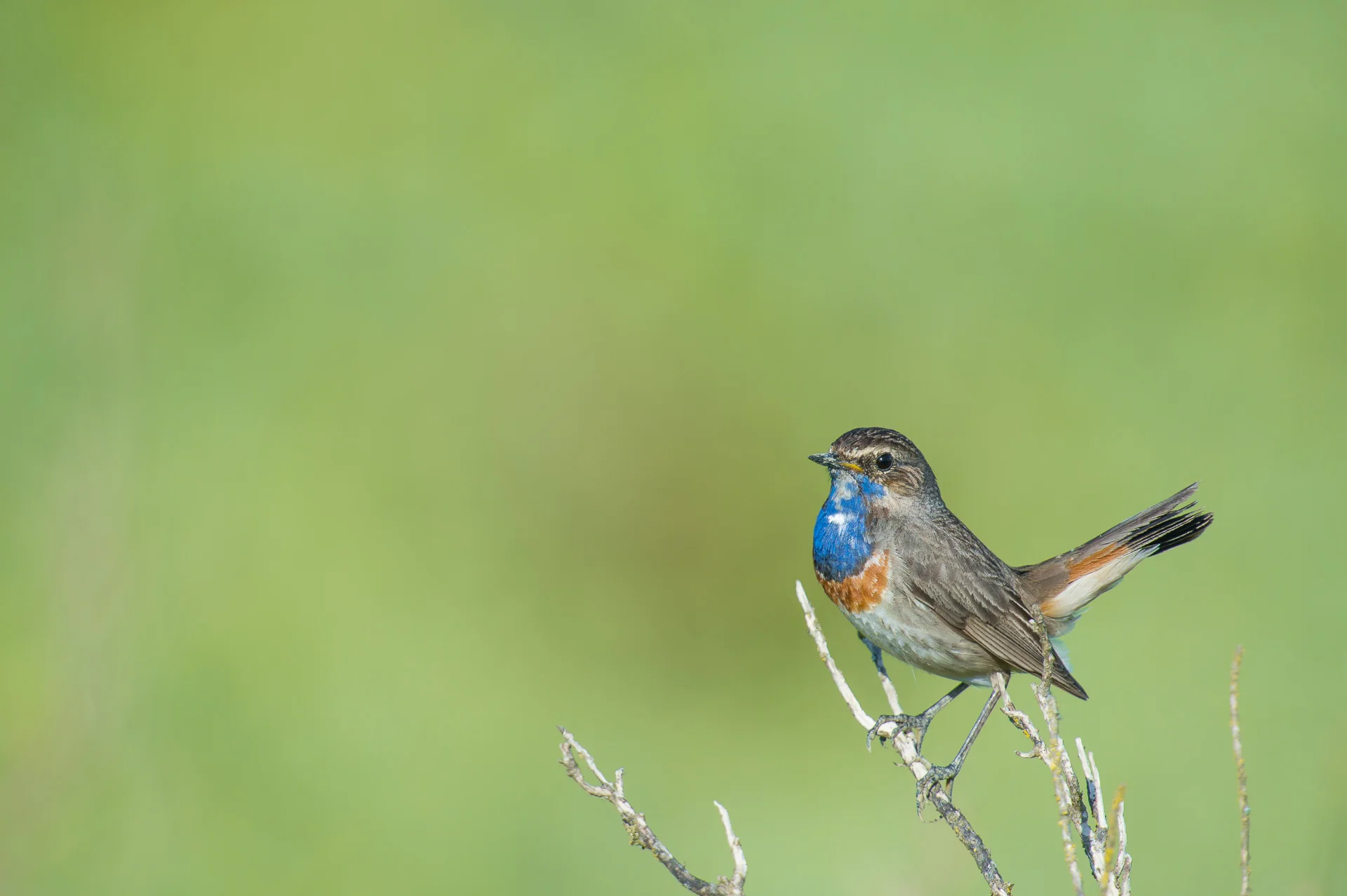 bluethroat, vendée