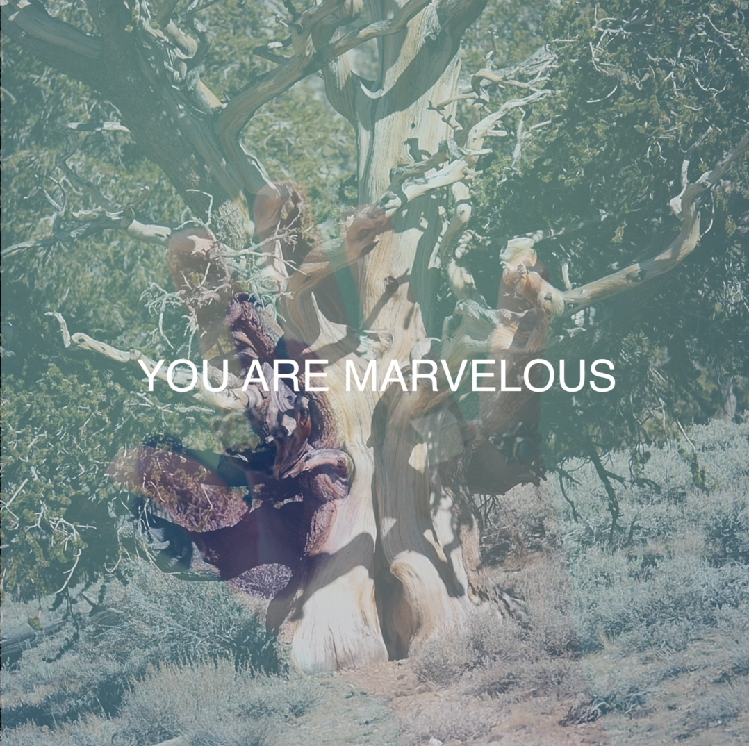 You Are Marvelous (2018) is a performance work incorporating video, text, sound, and object that merges a lineage of proto-humans with those of a biologically immortal lake creature, the oldest trees in the world, and a visitor to a modern-day psychic. The piece has been performed solo and collaboratively, with the text recited live.