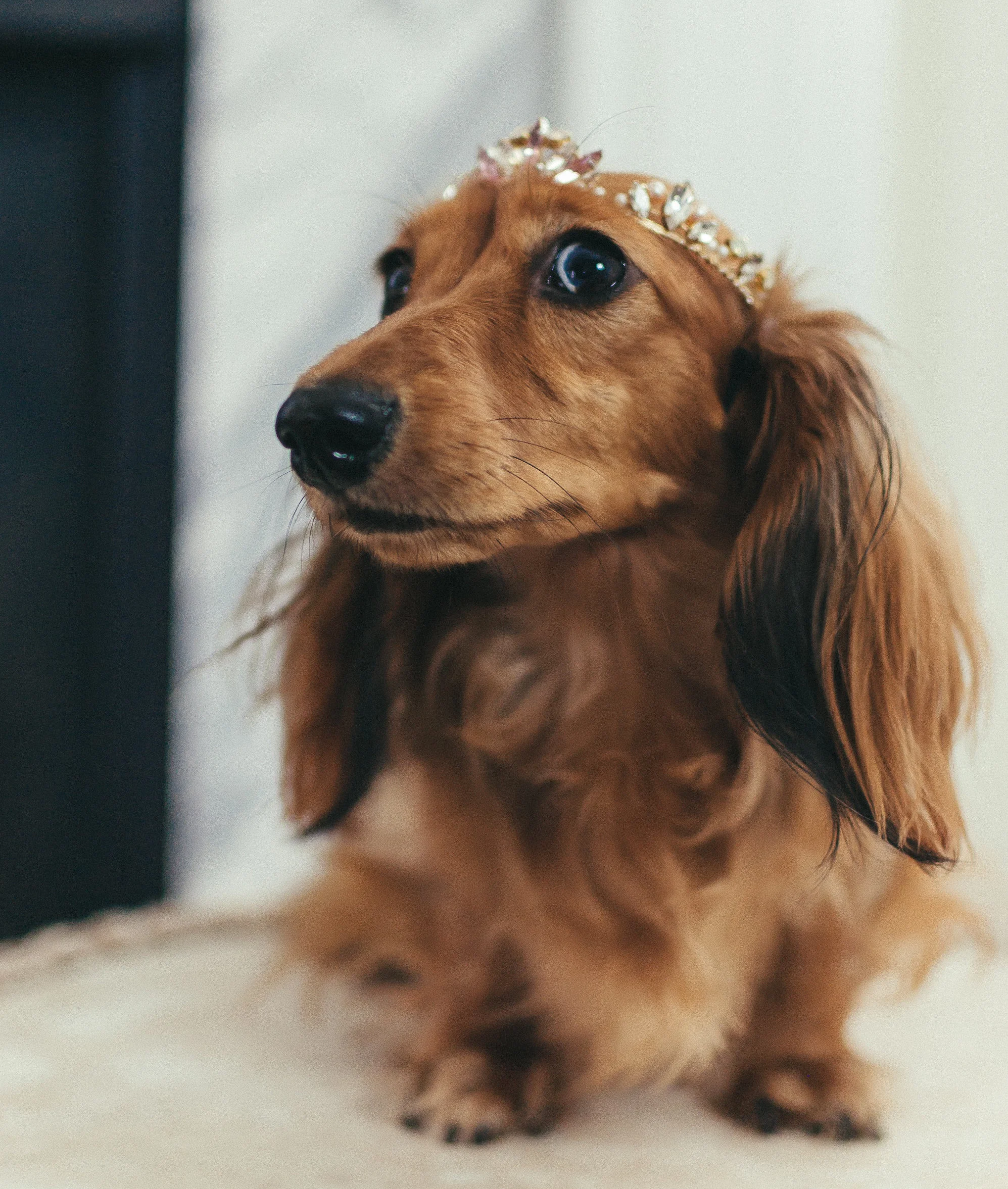DressedUpDoggieStyledShoot(39of113).jpg