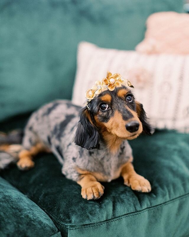 BOOP! It's the beginning of a new week and we're just here to give you a treat for going for it - whatever that looks like to you! For us it's putting our dogs in our Lyra pup tiara. ⠀⠀⠀⠀⠀⠀⠀⠀⠀
photo: @rachelredphotography
