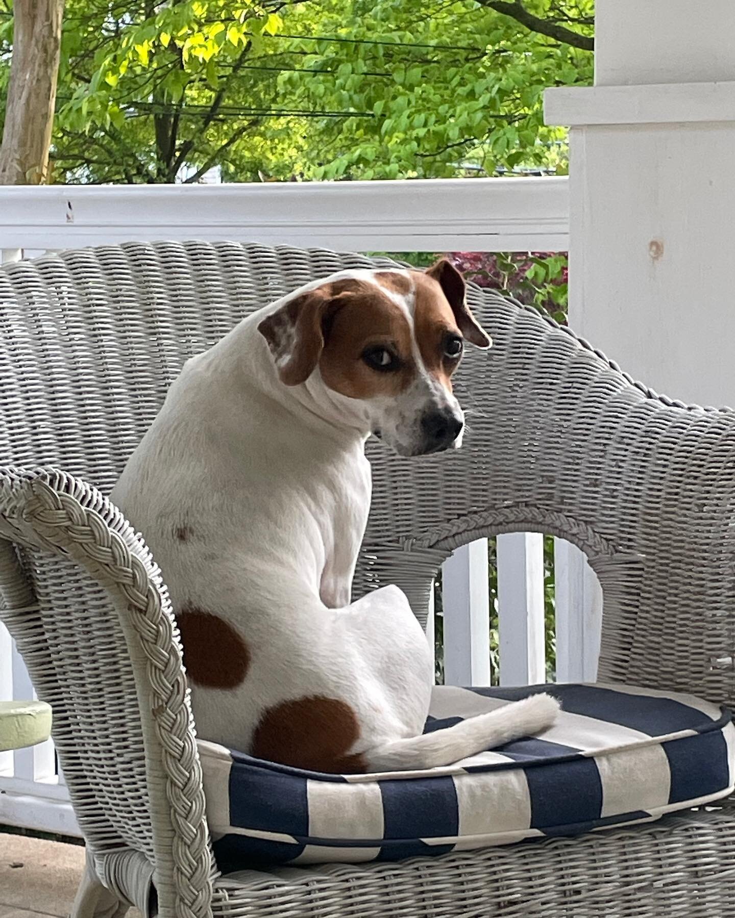 Birdie and her Porch Perch 
Spring 2022