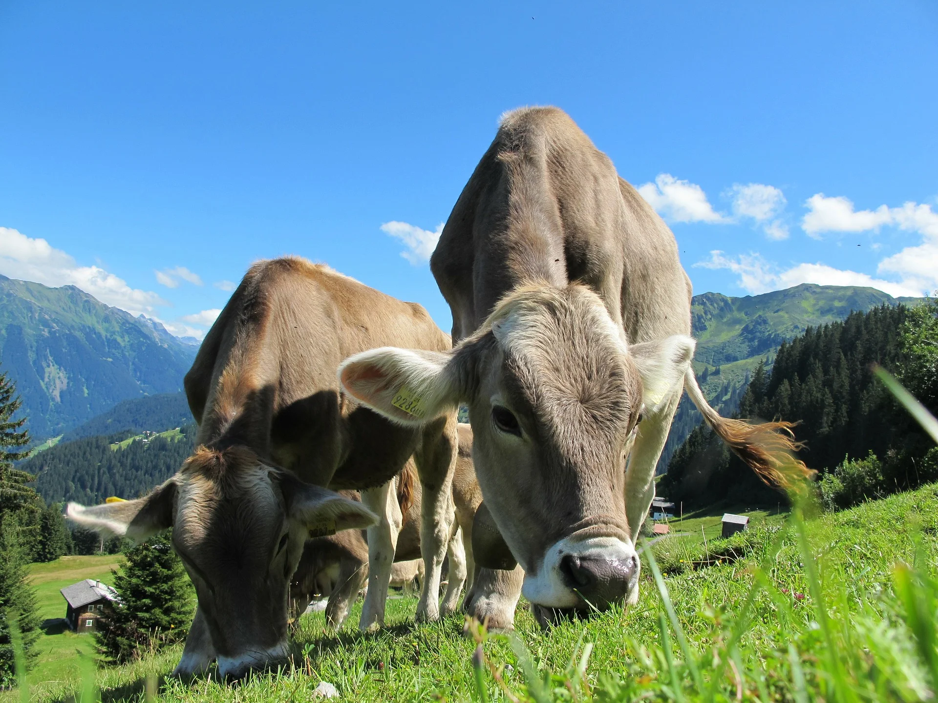 cows-cow-203460_1920.jpg