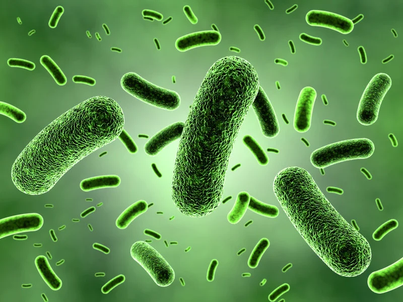 bacteria.jpg