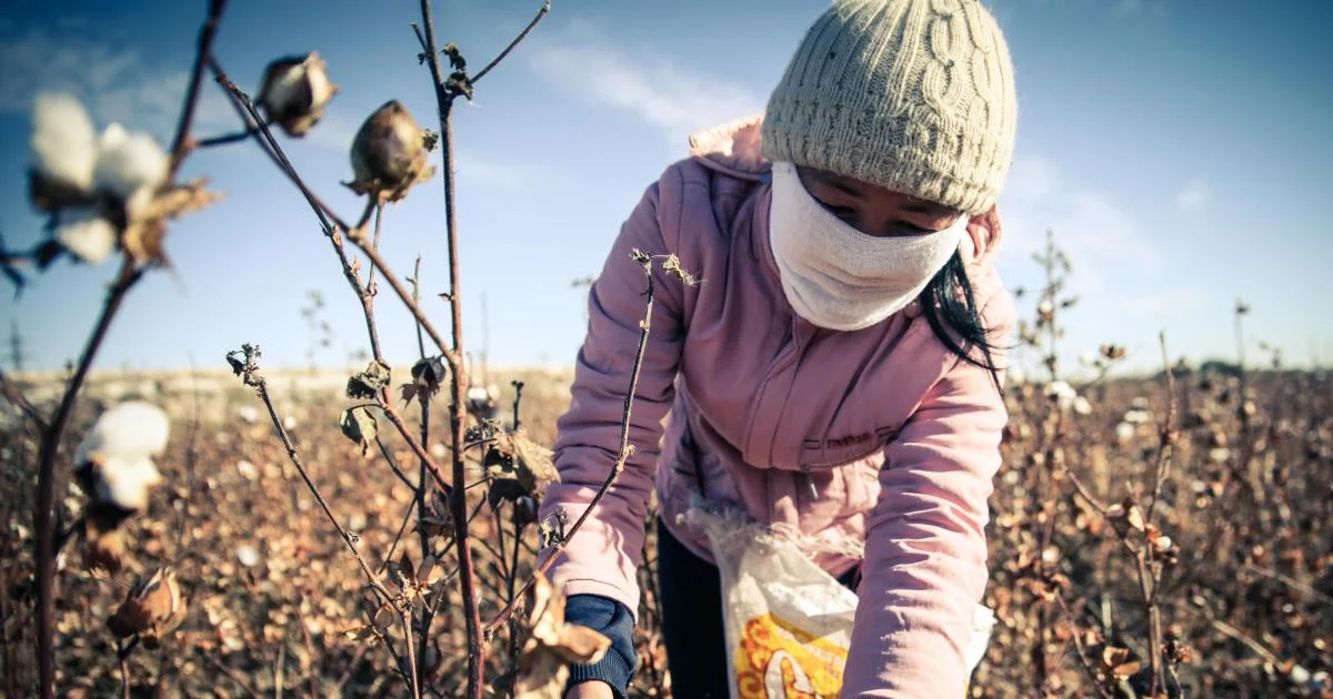 Seek n HIde cotton picker.jpg