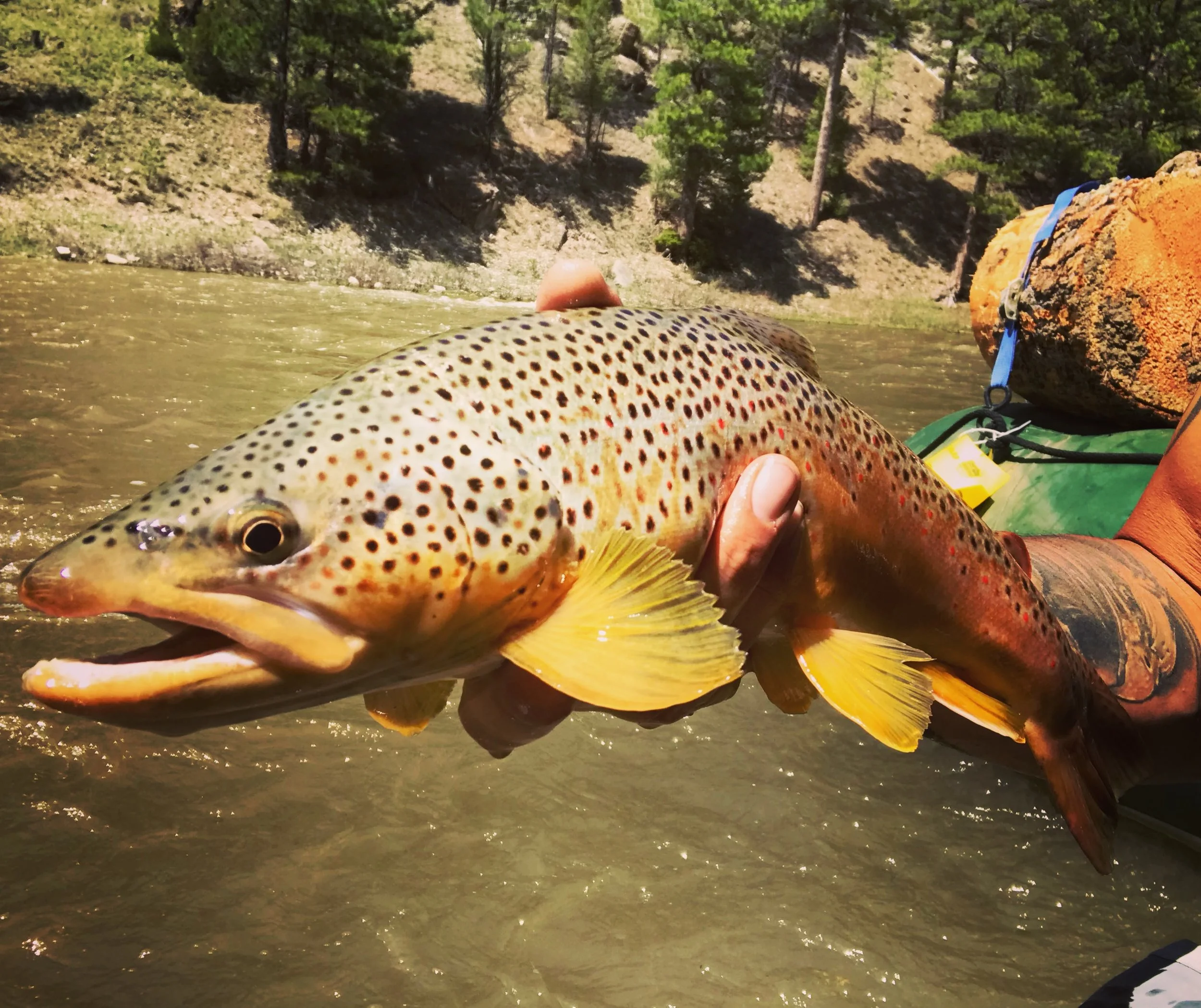 Smith River Fish.jpeg