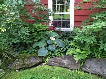 This is my front garden. I love to paint with plants; this is a shade garden that comes to life in spring with such vigor and diversity and charm. It doesn’t stop to wonder whether it is getting it right. It is.