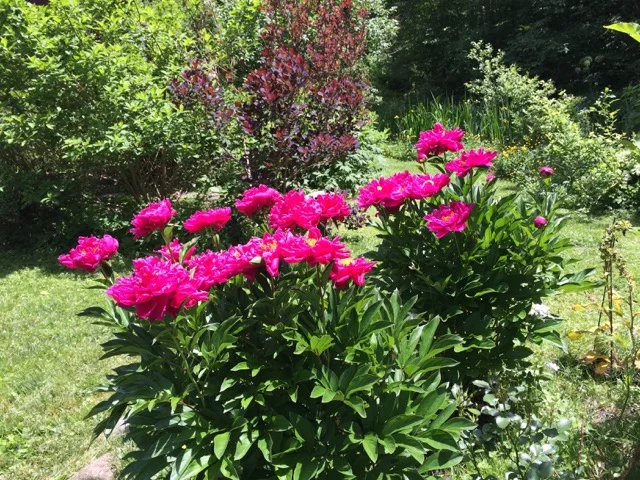 These are peonies along the garden path, among my favorites. This picture comes from last year; these same ones are still tight buds this week, only a hint of pink showing. That will change so fast. It’s a stunning event that always creates itself in time. I think often of the of way that plants and flowers and weeds in the garden give us ways and clues about how to go for it.