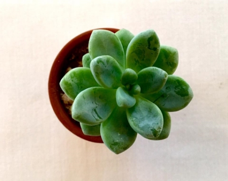Succulent, photographed by me. 