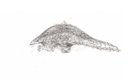 Beginning stages of a recent work I did on the endangered Pangolin species.
