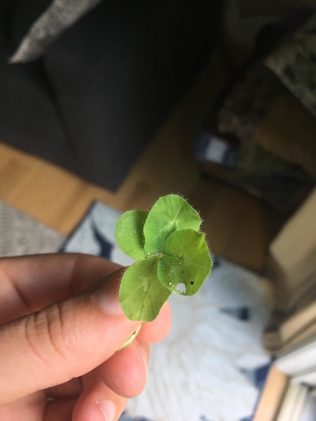 Two precious gifts from nature to remind me that the University is on my side
