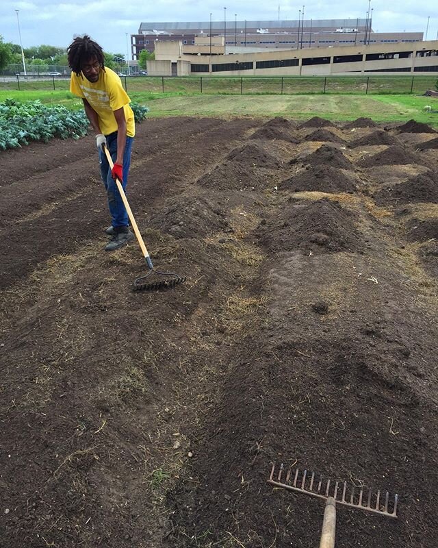 Bed making for 576 tomato babies going in tomorrow. Then peppers, eggplants, squash, and summer greens. Planting out 1 acre in two weeks by hand was not in the operations plan, but extraordinary times call for extraordinary measures. The produce we g