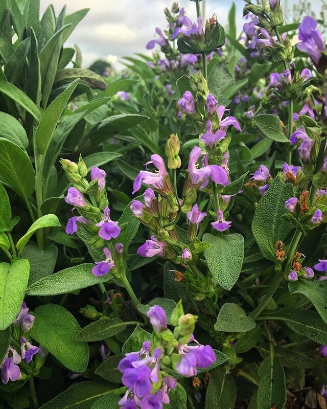 Sage in bloom on a partly cloudy farming day. The anoles are pleased. I&rsquo;d live in this tiny jungle, too.