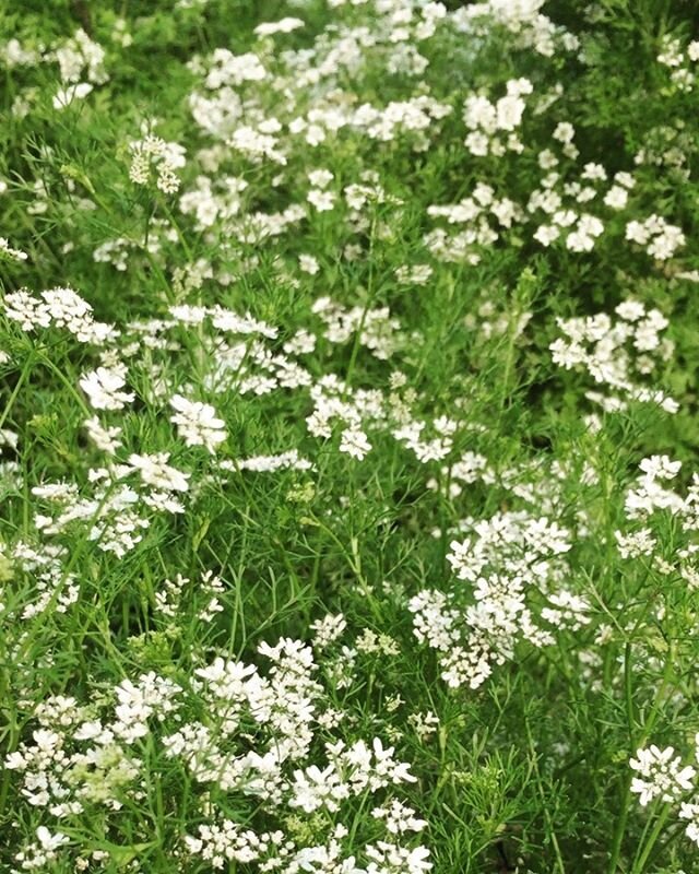 Cilantro blossoms in the breeze. The *pluck* of a sweet carrot out of the ground. Cover crops healing soil and it&rsquo;s microcosms.
.
These are a few of my favorite things. Happy Earth Day. 🌏