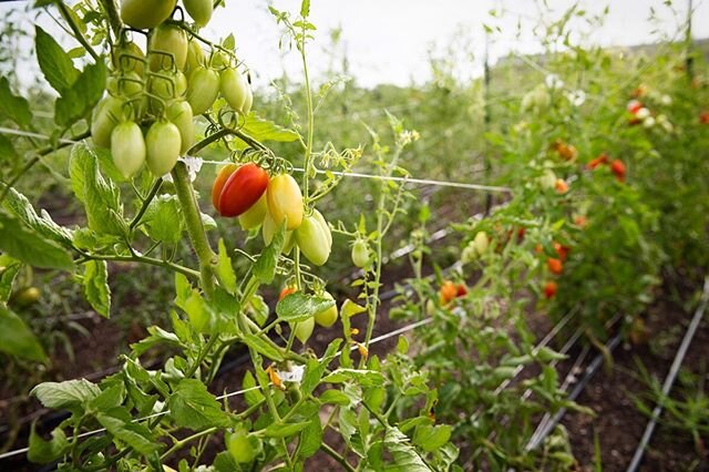 Tomatoes are fickle loves, but when the Juliets begin to ripen, and their perfume lingers in the humid air, I can be happy.
